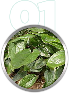 Wholesale Enhancement Men's Energy Rhino Chocolate for Men Royal Choco